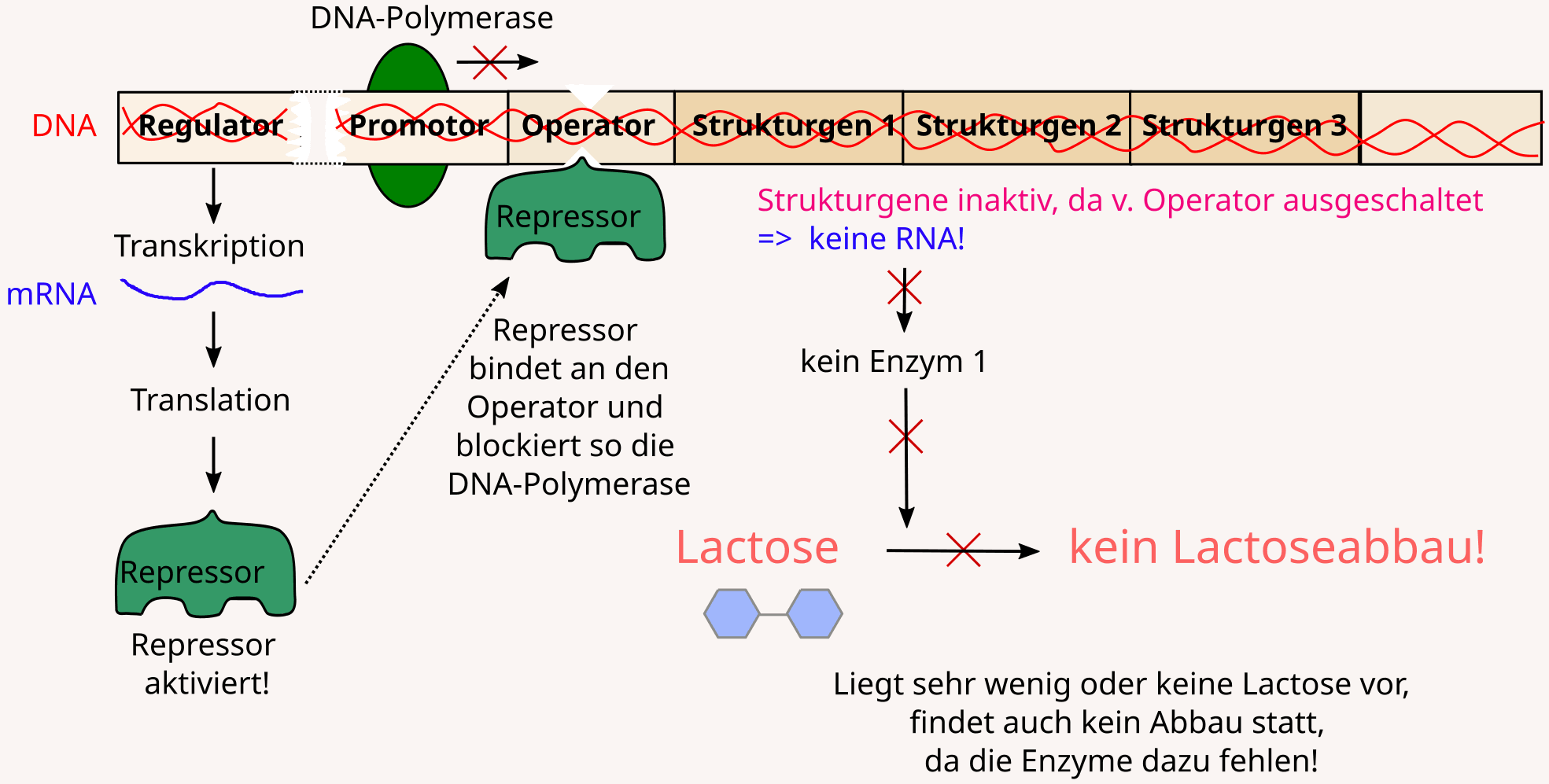 Lactose Operon - inaktiv