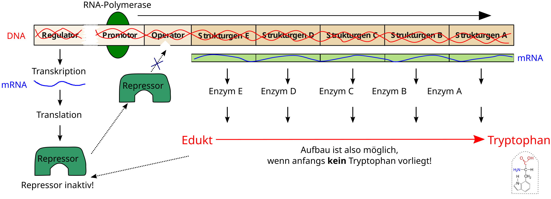 Tryptophan-Operon von E. coli (aktiv)