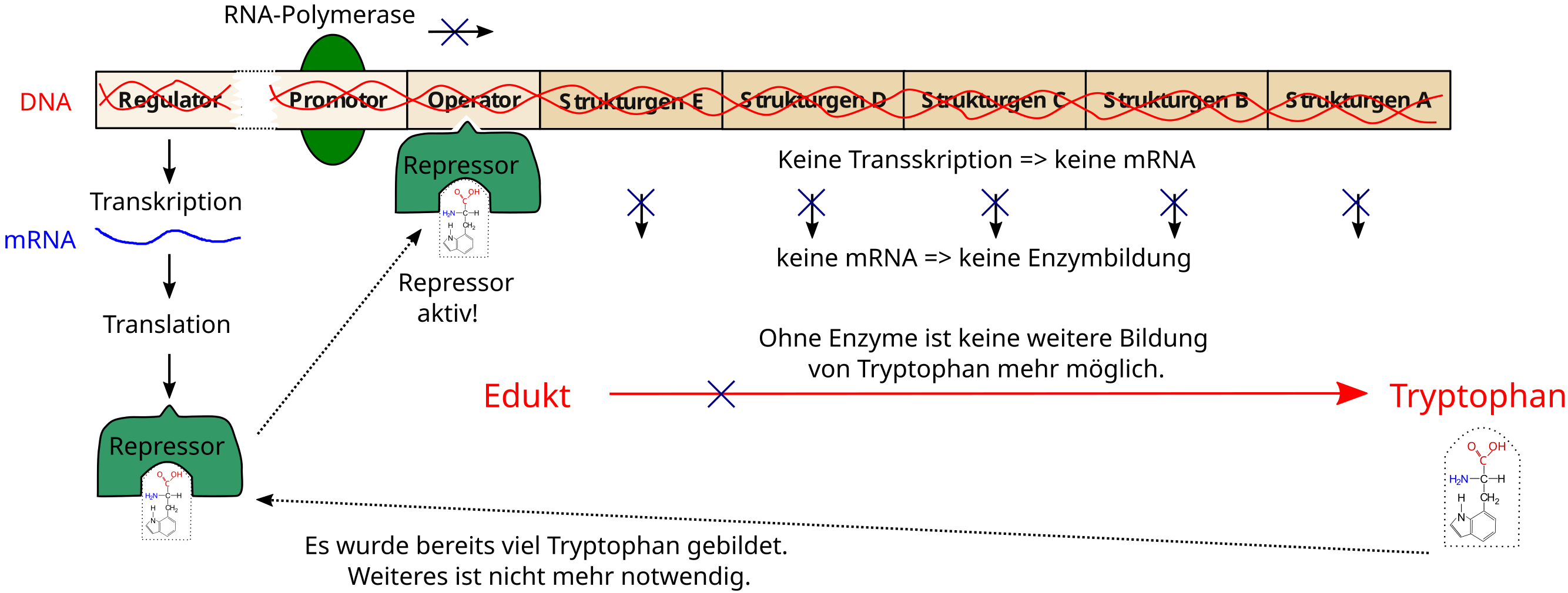 Tryptophan-Operon von E. coli (inaktiv)