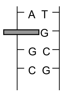 Wirkung von Basenanalogen