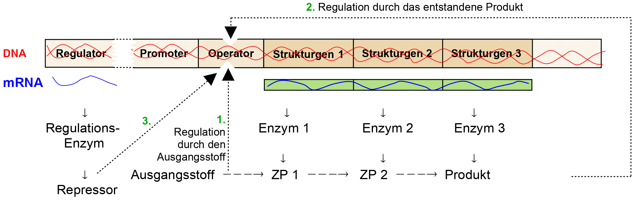 Genregulation