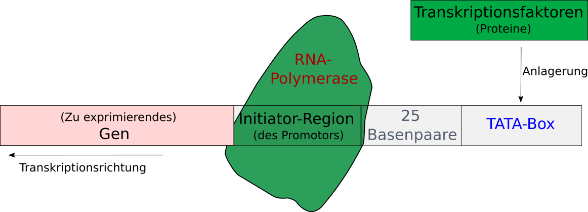 Genregulation am Promotor bei der Eukaryotentranskription 