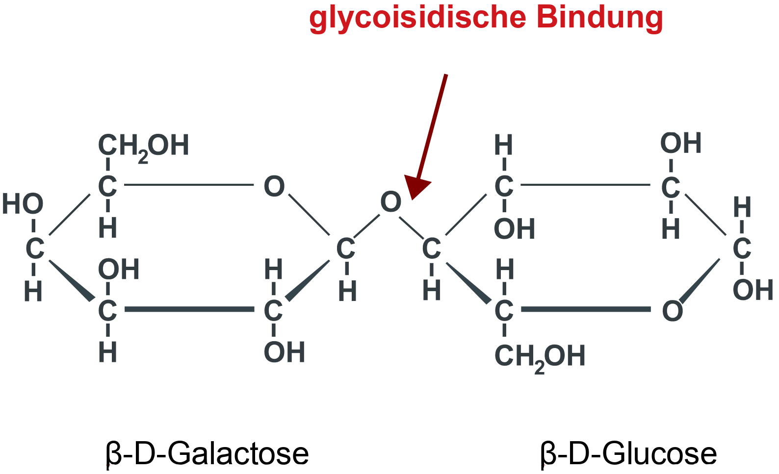 glycoisidische Bindung bei Lactose