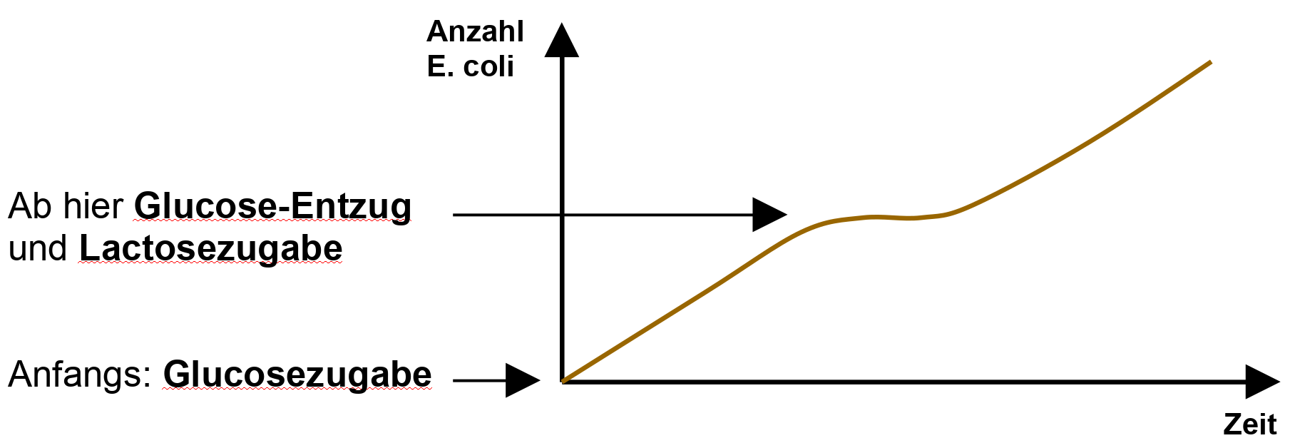 Beobachtung bei Nahrungsumstellung vonEcoli auf Lactose