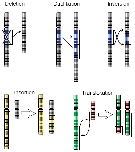 Chromosomenmutation