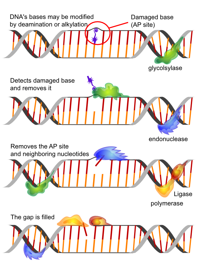 DNA Reperatur
