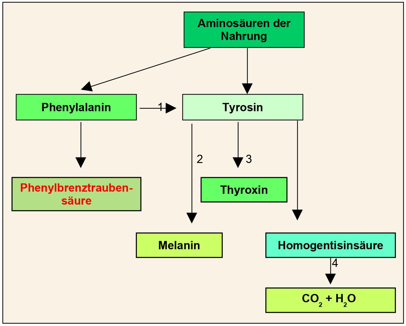 Produkte des Phenylalaninstoffwechsel