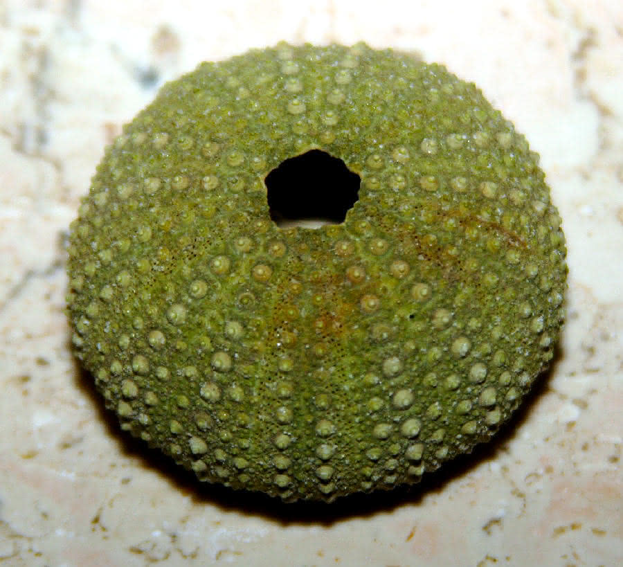 grüner Seeigel (Echinoidea) 