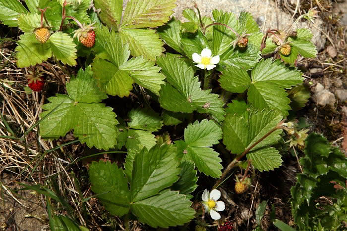 Blüten und Frucht der Wald-Erdbeere (Fragaria vesca)