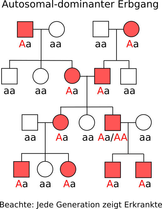 autosomal dominanter Erbgang - STammbaum