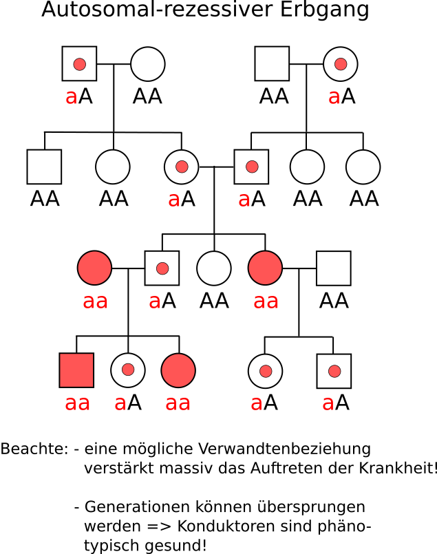 Stammbaum autosomal rezzesiver Erbgang