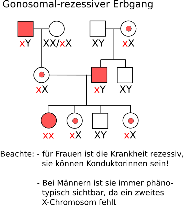 gonosomal rezessiver Erbgang - stammbaumanalyse