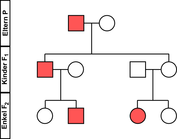Stammbaumanalyse: Mukoviszidose