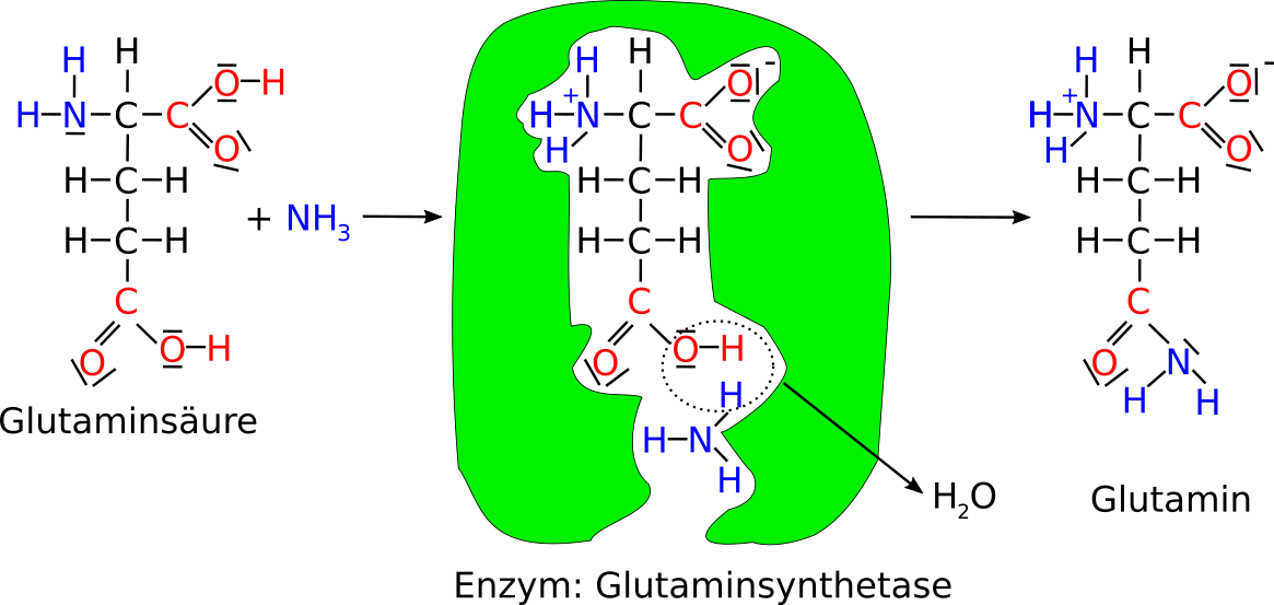 Umwandlung Glutaminsäure mit Glutaminsynthetase zu Glutamin