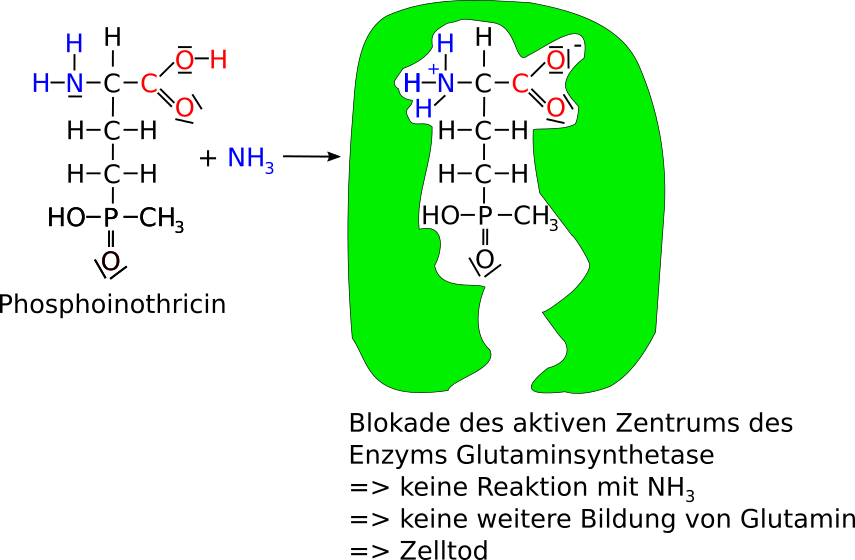 Enzymhemmung: Blokade von Glutaminsynthetase durch Phosphoinothricin