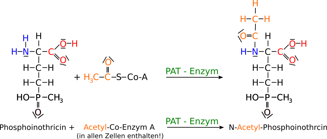 Wirkungsweise PAT-Enzym an Phosphoinothricin