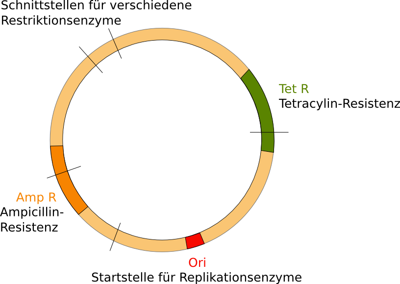 Plasmid pBR322: Antibiotikaresistenzgenen (mit Ampicillin- und Tetracyclin-Resistenz)