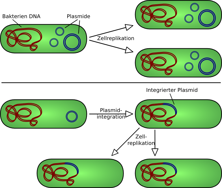 Zwei Arten des Einbaus von Plasmidgenen