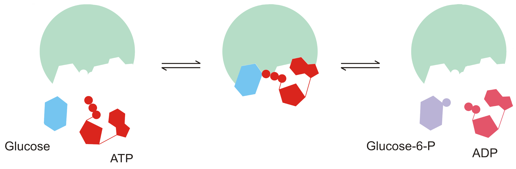 Hexokinasereaktion - Phosphorylierung der Glucose