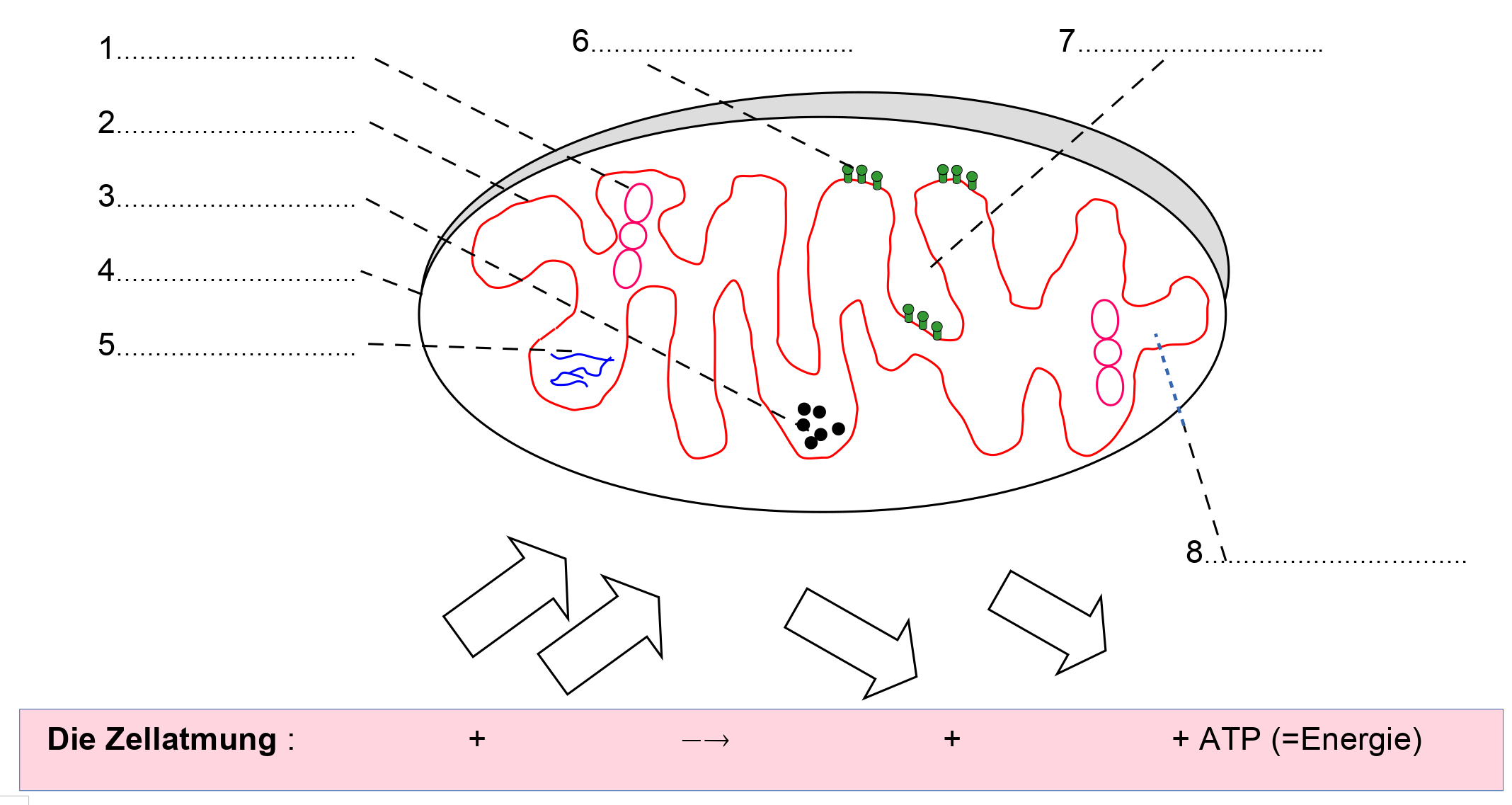 Skizze Mitochondrien