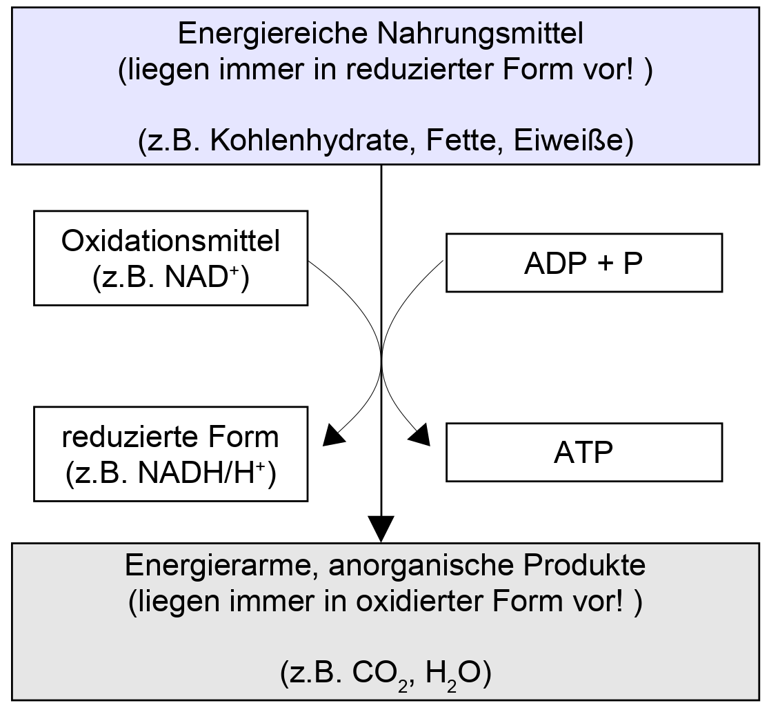 Übersicht über die Vorgänge der Dissimilation