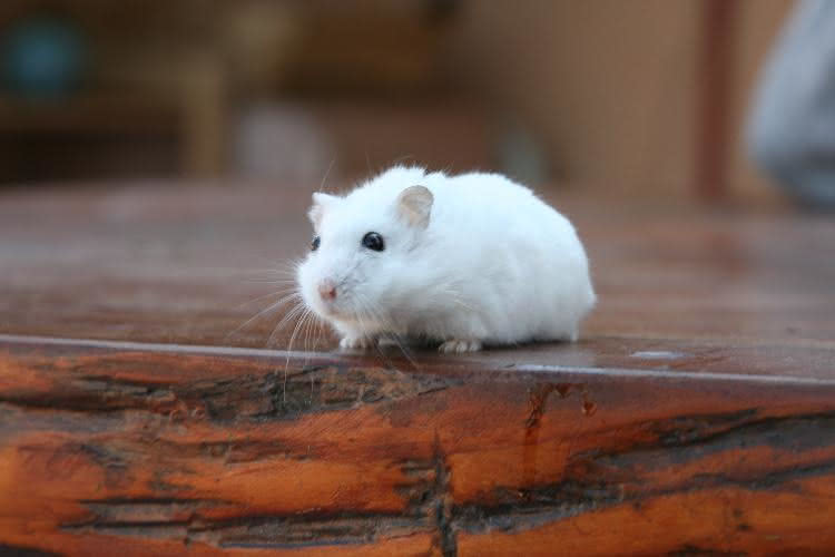 putzige weiße Maus