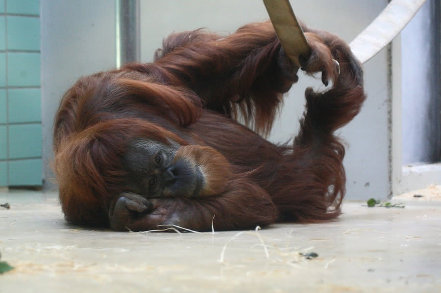 Orang Utan