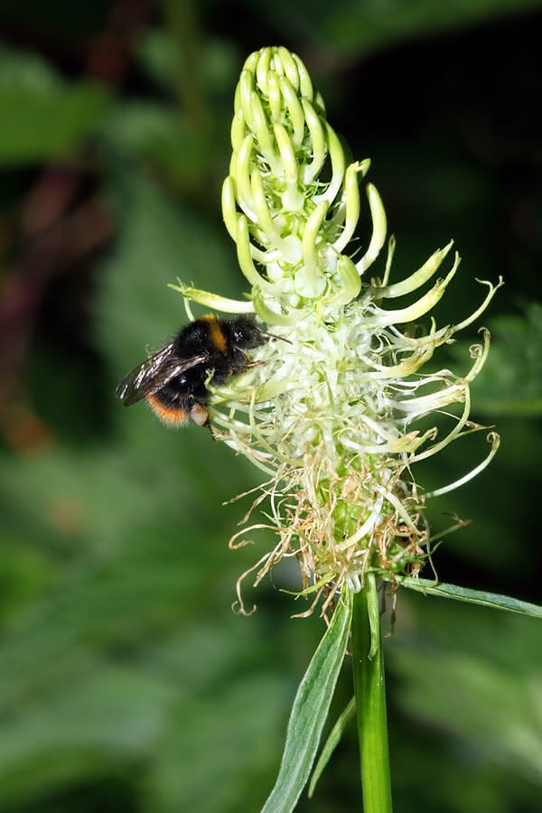 Biene bei Futtersuche