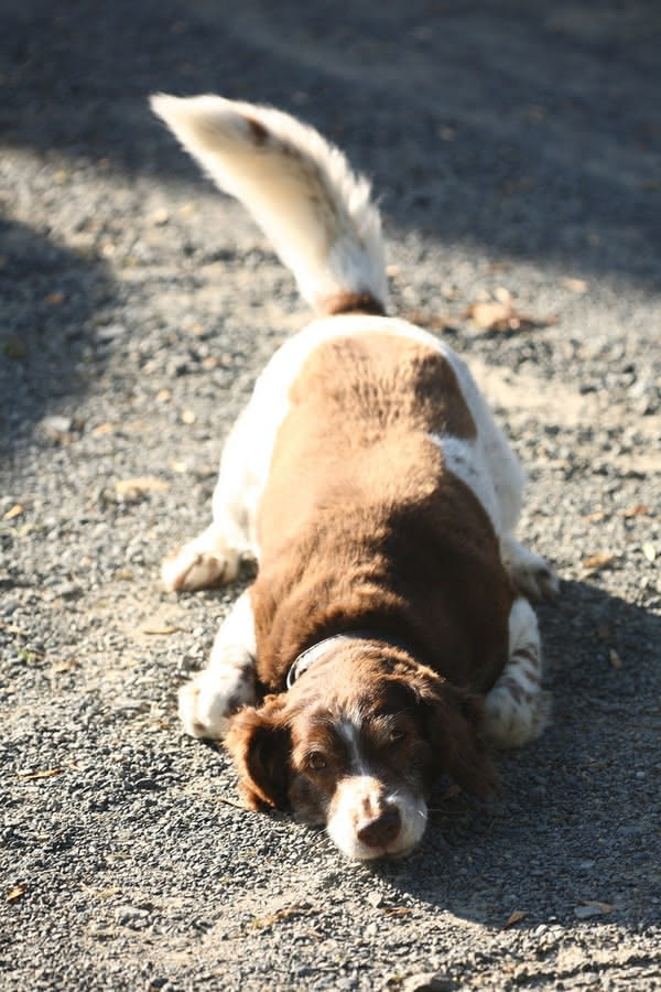 Unterwürfigkeit beim Hund