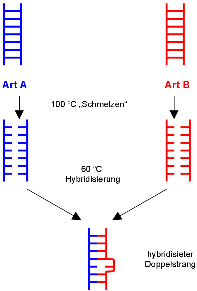 DNA Hybridisierung