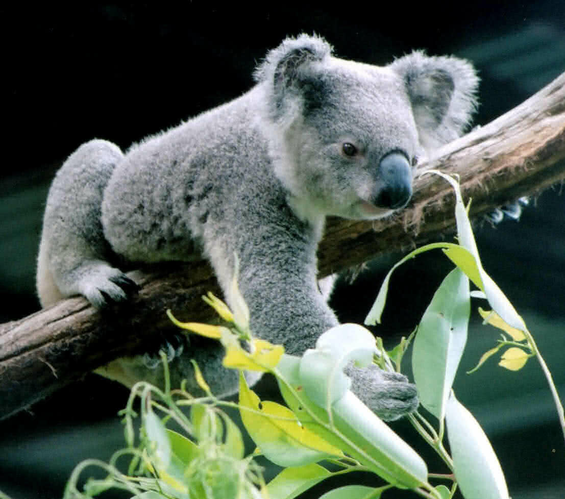 Koala