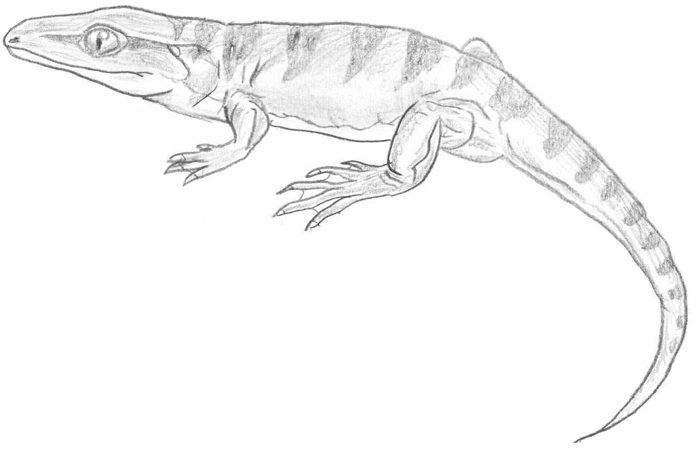 gephyrostegus