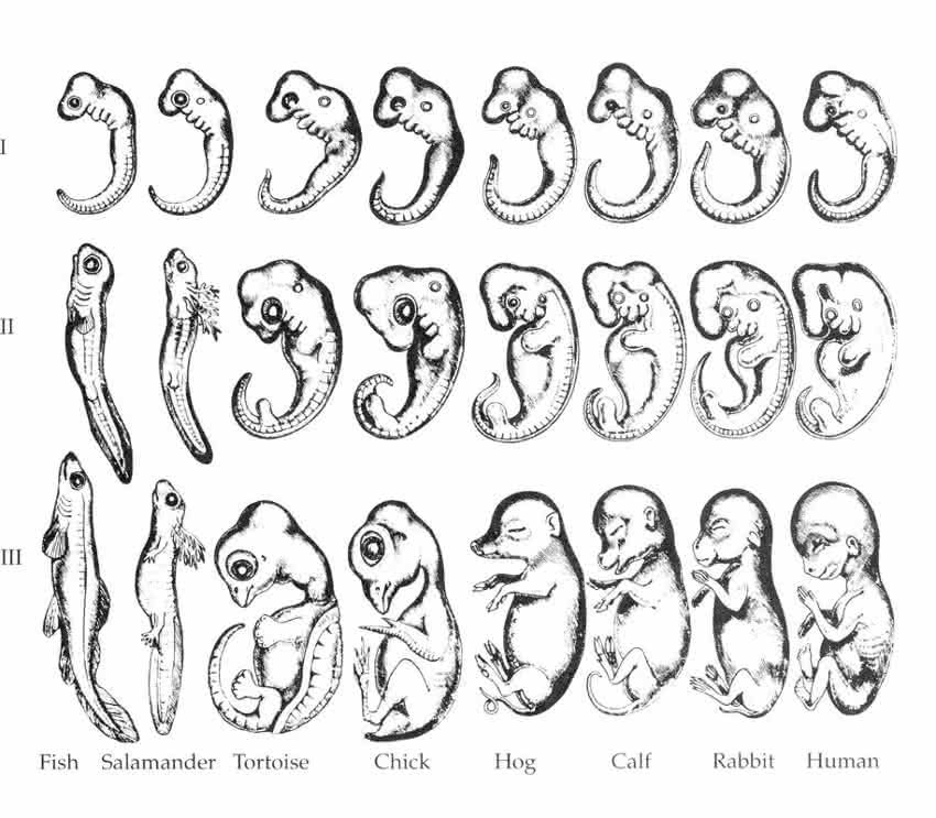 Zeichnungen von Haeckel - Ontogenese
