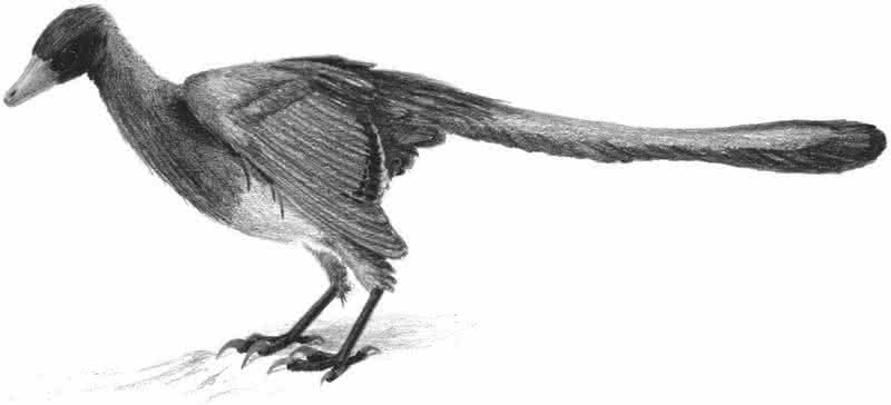 Archaeopteryx - Rekonstruktion