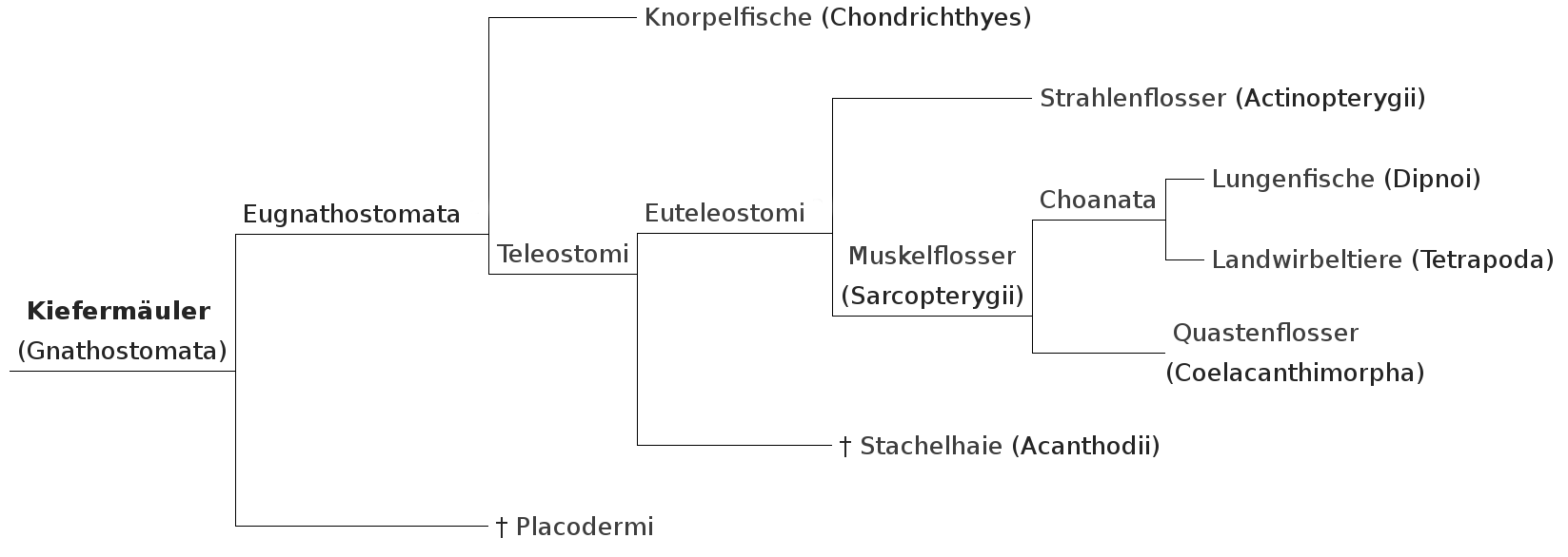 Phylogenetischer STammbaum Fische - Säugetiere