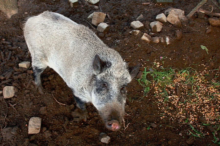 Wildschwein