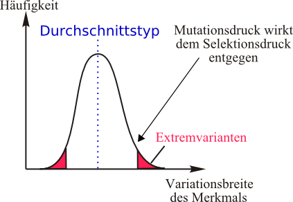 Stabilisierende Selektion