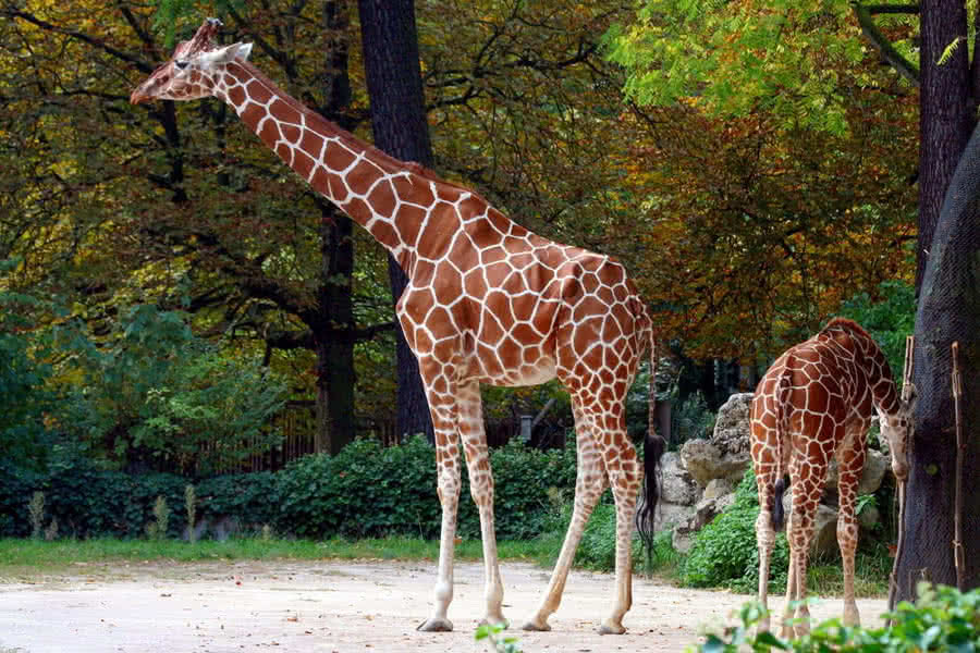 Giraffen, ein Beispiel für Evolution - langer Hals
