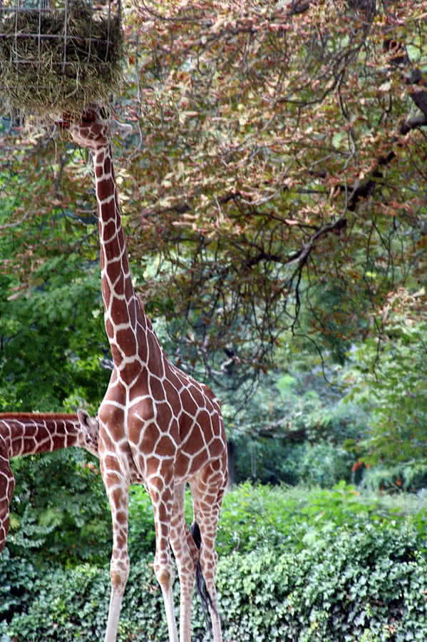 Der lange Hals der Giraffen (Darwin)