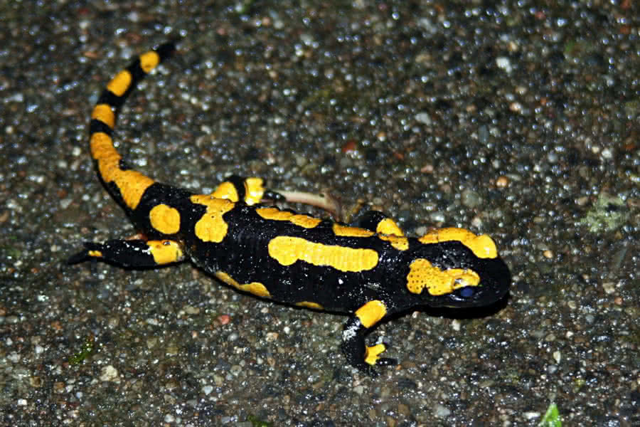 Feuersalamander