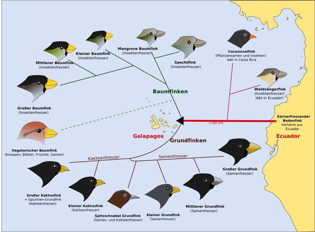 Adaptive Radiation der Darwinfinken