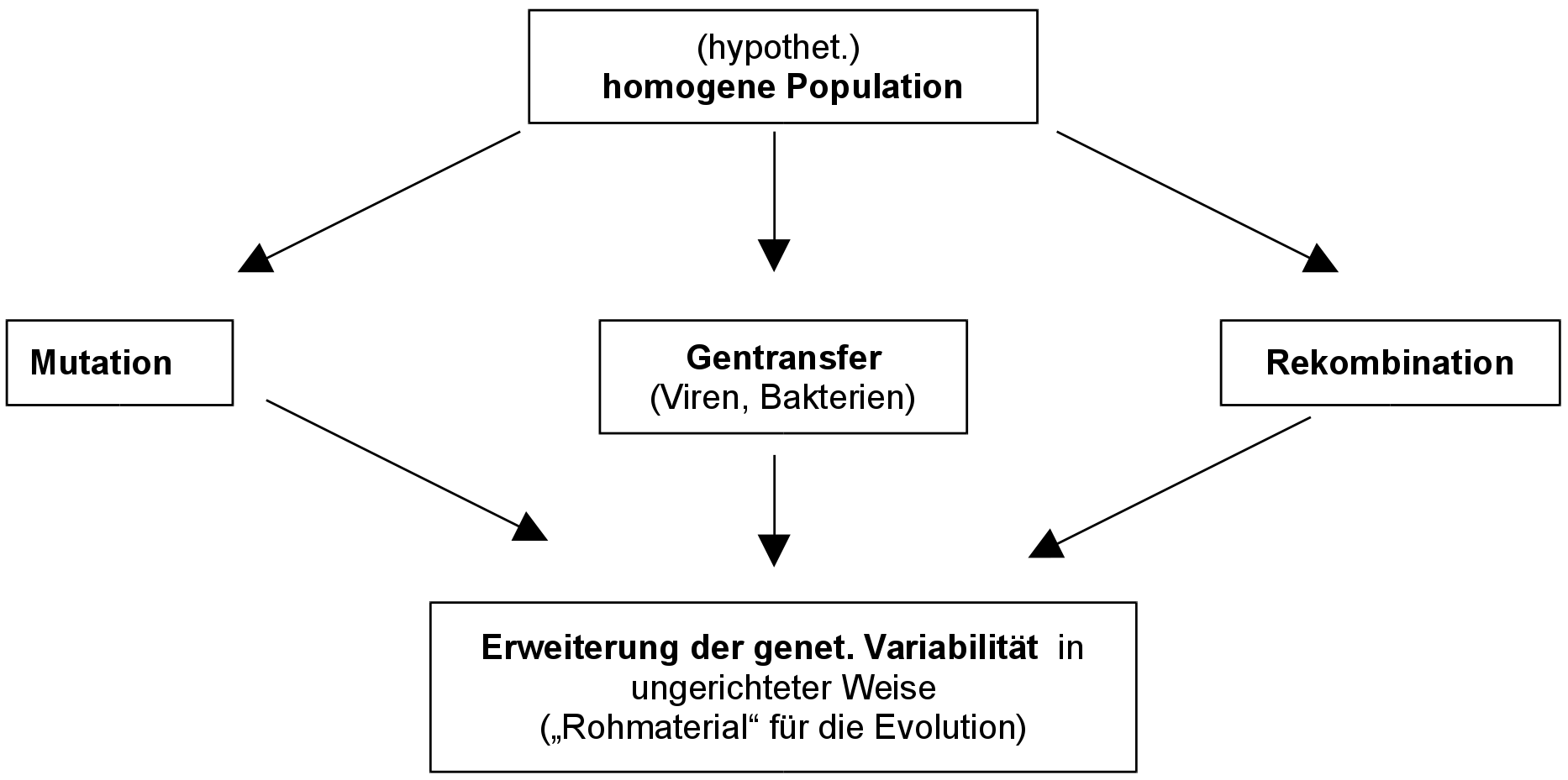 Einfluss der Rekombination (synthetische Evolutionstheorie)