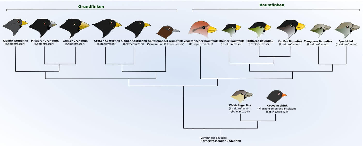 Stammbaum der Darwinfinken