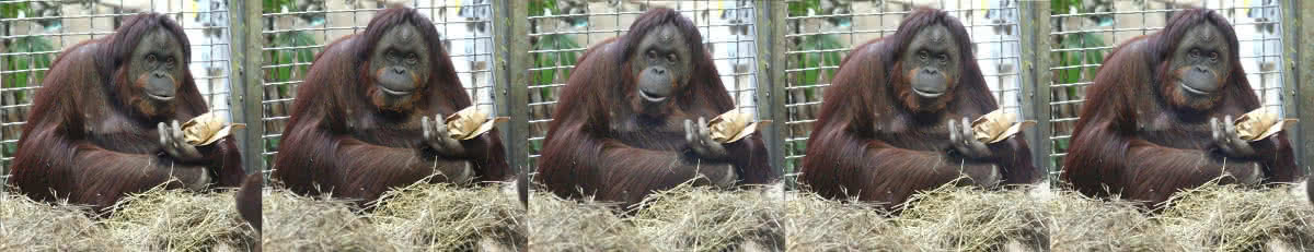 Mimik eines Orang Utans im Zoo