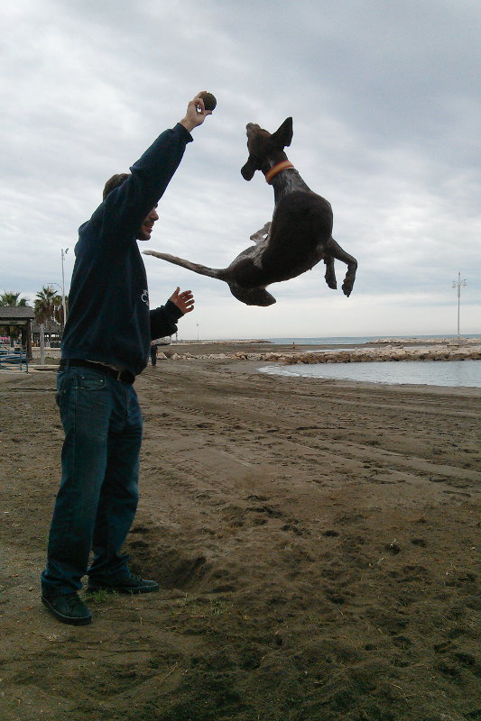 Springender Hund - Hochsprungrekord - am Strand