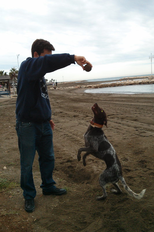 Springender Hund - Hochsprungrekord - am Strand