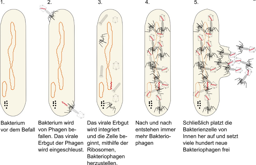 Vermehrung von Bakteriophagen