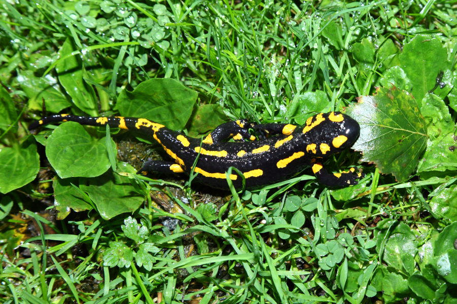 Feuersalamander im grünen Gras