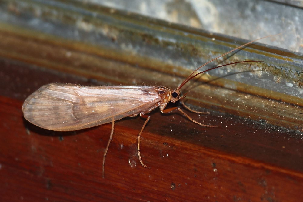 Licht zieht Insekten an