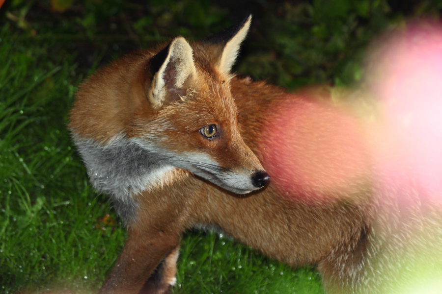 Rotfuchs im Garten